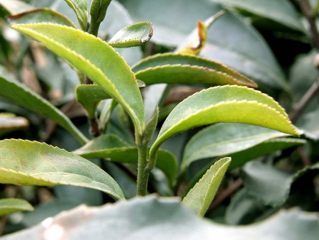 阳羡茶树新芽特写-这镜头看来好像很熟悉，就像......茶叶袋铝箔包的外包装印刷... ，有一种亲和力...的俗气喔！